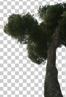 ambient light, below, coniferous, cutout, cutout plants, cutout trees, day, diffuse, diffused light, evergreen, Italian stone pine, natural light, overcast, parasol pine, pine, Pinus pinea, tree, umbrella pine, winter