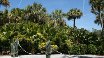 day, eye level view, Florida, garden, palm, pole, Sarasota, sunny, sunshine, The United States, tropical, vegetation, winter