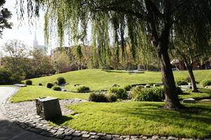 California, day, eye level view, grass, park, San Francisco, shrub, summer, sunny, The United States, willow