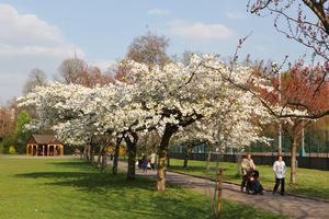 alley, blooming, blossom, day, deciduous, England, eye level view, family, grass, London, mother and child, park, spring, sunny, The United Kingdom, tree