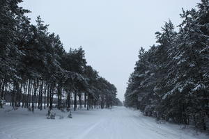 eye level view, forest, overcast, Poland, snow, track, tree, Wielkopolskie, winter, Wolsztyn