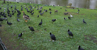 bird, day, England, eye level view, grass, London, park, spring, The United Kingdom