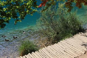 animal, bridge, bush, Croatia, day, ducks, elevated, Karlovacka, lake, tree, vegetation