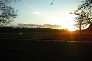 dusk, England, eye level view, grass, London, silhouette, sunny, The United Kingdom, tree