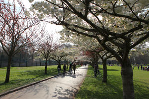 alley, blooming, blossom, day, deciduous, England, eye level view, group, London, park, people, skating, sporty, spring, sunny, The United Kingdom, tree