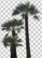 cutout, cutout trees, evergreen, eye level view, natural light, palm, spring, summer, Washingtonia robusta