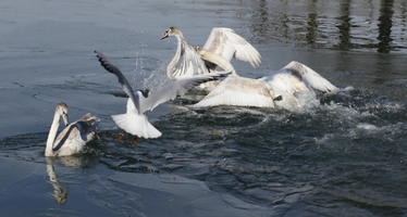 bird, day, eye level view, lake, Rapperswil, Sankt Gallen, sunny, swan, Switzerland, winter