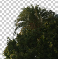 below, cutout, cutout plants, cutout trees, day, palm, summer, sunny, tree