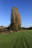 day, England, eye level view, grass, London, park, sunny, The United Kingdom, tree