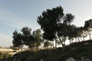 Alicante, below, dusk, silhouette, Spain, tree, Valenciana, vegetation