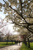 below, blooming, blossom, branch, day, deciduous, England, eye level view, London, park, spring, sunny, The United Kingdom, tree