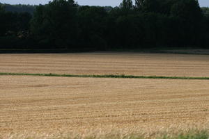 Bourgogne, crop, day, Dijon, eye level view, field, France, natural light, tree