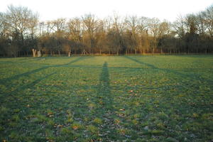 dusk, England, eye level view, grass, London, park, sunny, The United Kingdom, tree