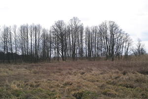 ambient light, countryside, day, eye level view, grass, long grass, marsh, overcast, Poland, treeline, Wielkopolskie, winter, Wolsztyn