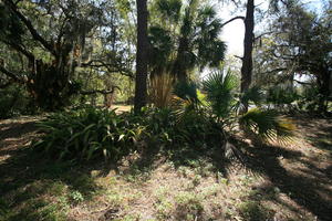 day, eye level view, Florida, Miami, natural light, palm, park, sunny, The United States, tropical, vegetation, winter