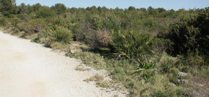 bright, bush, day, Denia, eye level view, shrub, shrubland, Spain, spring, sunny, Valenciana