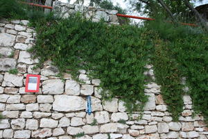 architecture, Croatia, Croatia, day, eye level view, hanging, natural light, plant, vegetation, wall