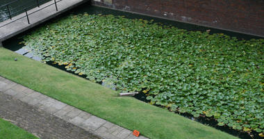 above, day, diffuse, diffused light, England, London, pond, summer, The United Kingdom, water lily