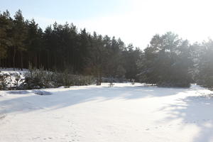 afternoon, backlight, bright, coniferous, day, eye level view, Poland, snow, sunny, tree, Wielkopolskie, winter, woodland