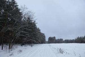 eye level view, forest, overcast, Poland, snow, track, tree, Wielkopolskie, winter, Wolsztyn