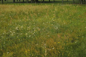 day, diffuse, diffused light, eye level view, grass, grassland, natural light, Poland, summer, Wielkopolskie