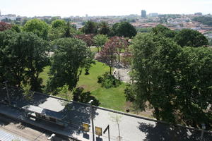 broad-leaf tree, broad-leaved tree, day, elevated, park, Porto, Porto, Portugal, spring, street, sunny