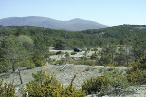 car, coniferous, day, eye level view, France, mountain, Provence Alpes Cote D