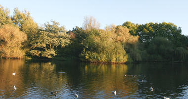 afternoon, autumn, bird, day, England, eye level view, lake, London, park, sunny, The United Kingdom, treeline