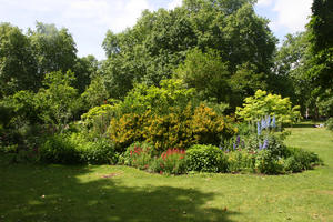 bush, day, England, eye level view, flower, flowered bush, London, park, shrub, summer, sunny, The United Kingdom