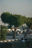 day, East Timor, Egypt, Egypt, eye level view, natural light, street, tree, vegetation