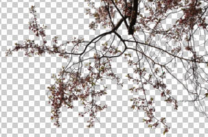 below, blooming, blossom, branch, cutout, cutout trees, day, spring, sunny