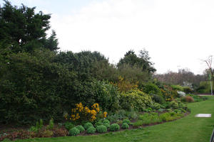 bush, day, England, eye level view, flower, grass, greenery, London, park, spring, The United Kingdom, tree