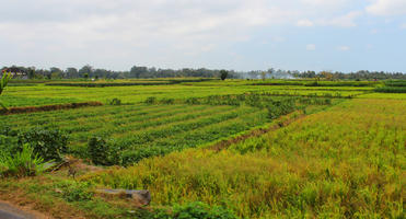 Bali, crop, day, eye level view, field, Indonesia, plant, summer, sunny