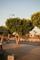 day, dusk, East Timor, Egypt, Egypt, eye level view, natural light, street, tree, vegetation