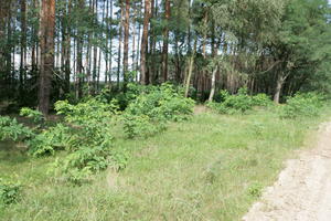 autumn, coniferous, day, eye level view, forest, grass, Kopanica, Poland, shrub, sunny, Wielkopolskie