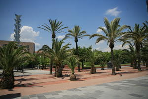 Barcelona, Cataluña, day, direct sunlight, eye level view, palm, pavement, Spain, spring, sunny