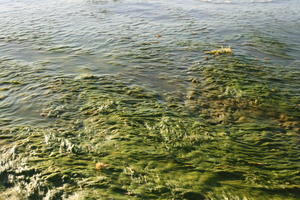 above, day, Florida, Sarasota, seascape, seaweed, sunny, sunshine, The United States, winter