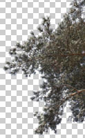 below, branch, coniferous, cutout, cutout trees, day, evergreen, sunny, winter