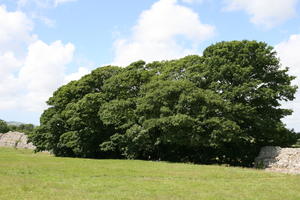 day, England, eye level view, field, grass, Hastings, summer, sunny, The United Kingdom, tree, vegetation