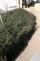 bush, day, England, eye level view, garden, Oxford, plant, sunny, The United Kingdom, vegetation, winter