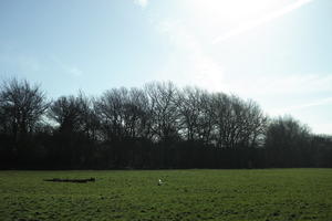 day, England, eye level view, grass, London, park, sunny, The United Kingdom, tree