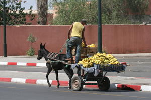 arabic, back, carriage, day, donkey, eye level view, food, man, Marrakech, Marrakesh, Morocco, natural light, street, sunny