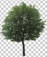 broad-leaf tree, broad-leaved tree, chestnut, cutout, cutout trees, day, diffuse, diffused light, eye level view, summer