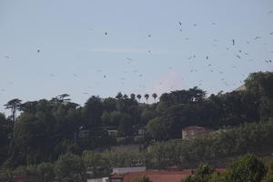 below, day, diffuse, diffused light, Porto, Porto, Portugal, spring, sunny, treeline, urban