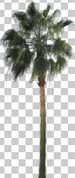 afternoon, cutout, cutout plants, day, desert fan palm, direct sunlight, evergreen, eye level view, natural light, palm, spring, sunny, tree, Washingtonia filifera