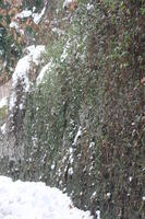 ambient light, bush, day, eye level view, Italia , Mondovi, overcast, Piemonte, plant, snow, wall, winter