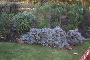 afternoon, autumn, Battersea park, bush, day, England, eye level view, grass, London, park, The United Kingdom