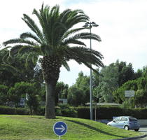 day, eye level view, France, Nice, palm, Phoenix canariensis, Provence Alpes Cote D