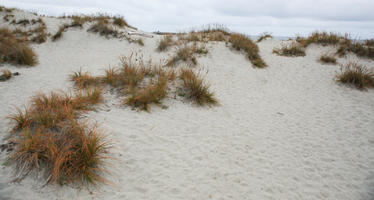 day, diffuse, diffused light, eye level view, grass, natural light, New Zealand, overcast, plant, sand dune, summer, West Coast