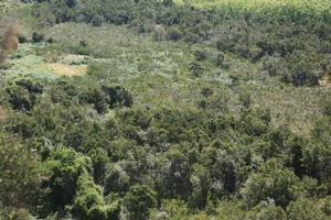 day, elevated, mountain, New Zealand, summer, sunny, woodland